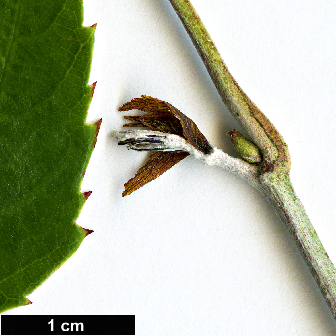High resolution image: Family: Rosaceae - Genus: Rubus - Taxon: henryi - SpeciesSub: var. sozostylus